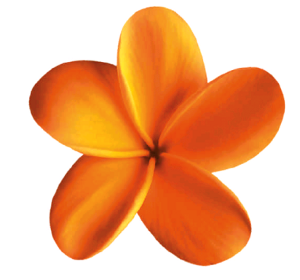 Orange flower image, showcasing the natural beauty of British Columbia