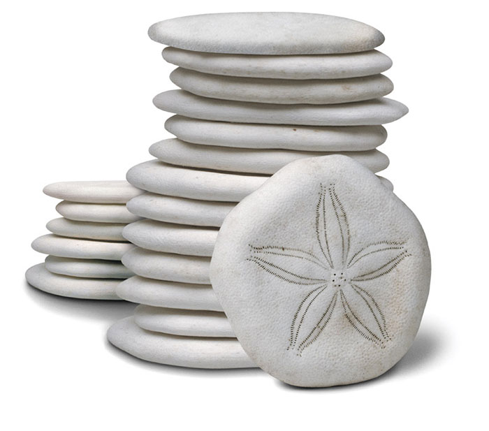 Sand Dollars in White Color