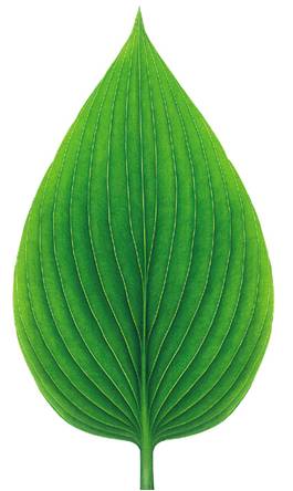 Photo of Green Leaf